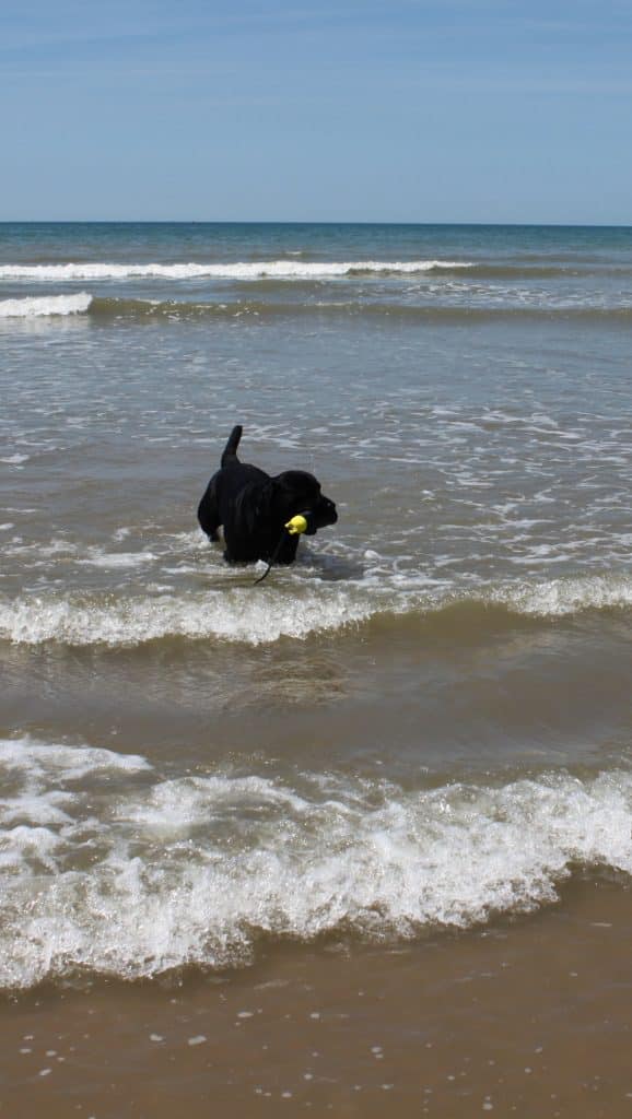 Dieses Bild hat ein leeres Alt-Attribut. Der Dateiname ist Laurus2-578x1024.jpeg